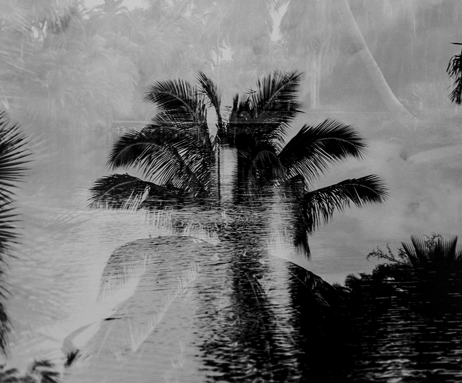 Fairchild Tropical Gardens, 2004, C-print, 16 x 24 inches.