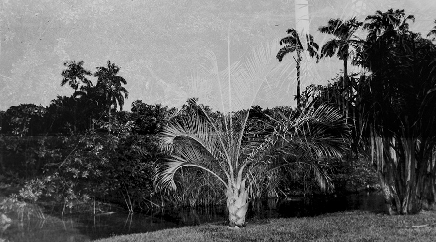 Fairchild Tropical Gardens, 2004, C-print, 16 x 24 inches.