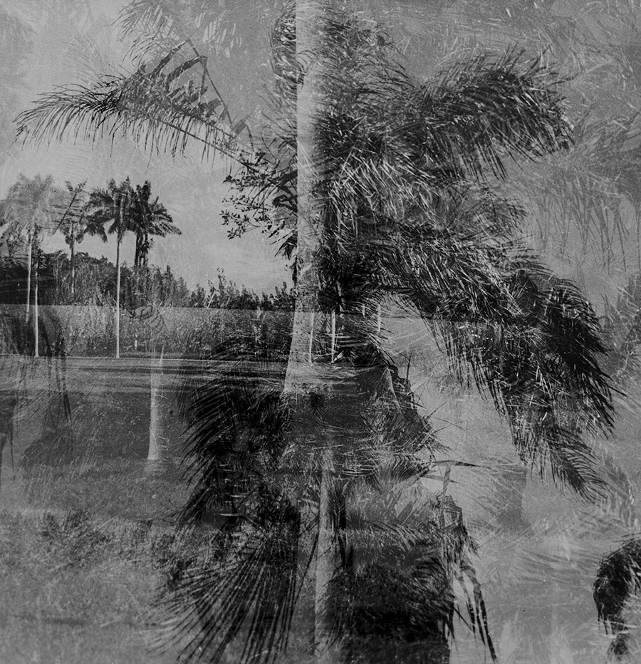 Fairchild Tropical Gardens, 2004, C-print, 16 x 24 inches.